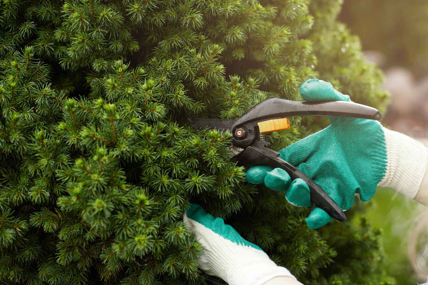 Best Tree Clearing Services  in Royal Palm Estates, FL